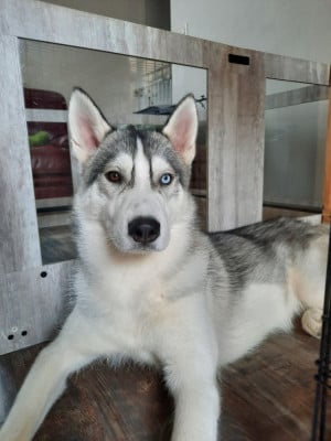 Étalon Siberian Husky - Artik Flash De la passion Nordique