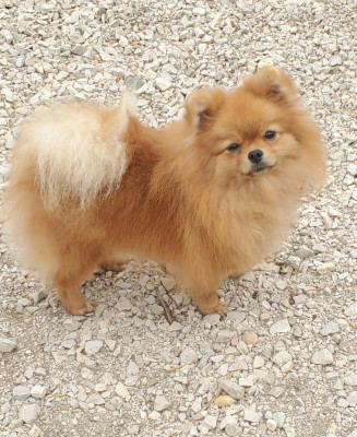 Étalon Spitz allemand - Alaska De Sweety Fox