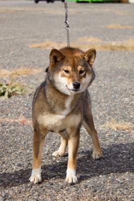 Étalon Shiba - Aatsu Irezumi de la Nouvelle Aube