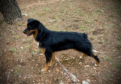 Étalon Berger Australien - Angus black princess des bergers des Alpilles