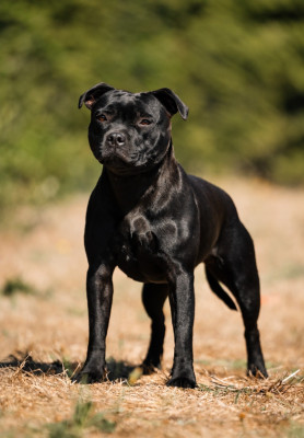 Étalon Staffordshire Bull Terrier - Ad vitam æternam  Du Domaine Des Juraires