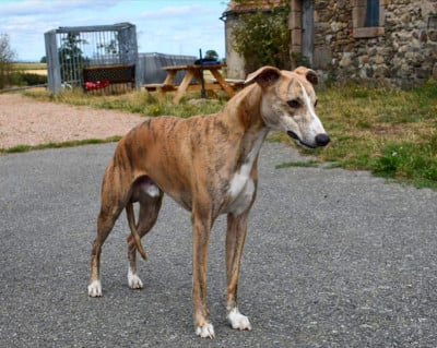Étalon Whippet - Adamas Du Domaine D'Hémya