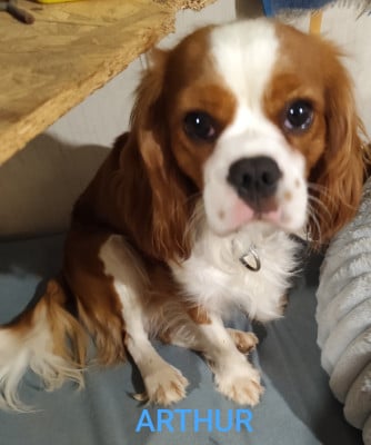 Étalon Cavalier King Charles Spaniel - Arthur (Sans Affixe)