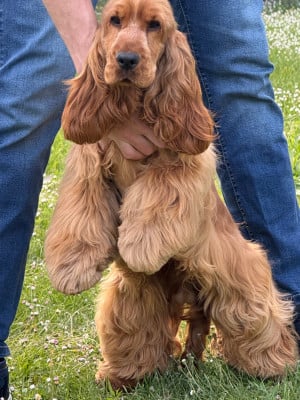 Étalon Cocker Spaniel Anglais - Corralet TEIDE