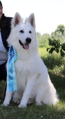 Étalon Berger Blanc Suisse - ALL YOU NEED IS LOVE Des Gardiens Du Valhalla