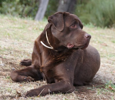 Étalon Labrador Retriever - Theophile (Sans Affixe)