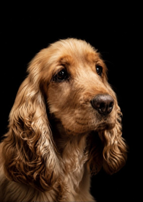 Étalon Cocker Spaniel Anglais - Amour des Terres aux étangs