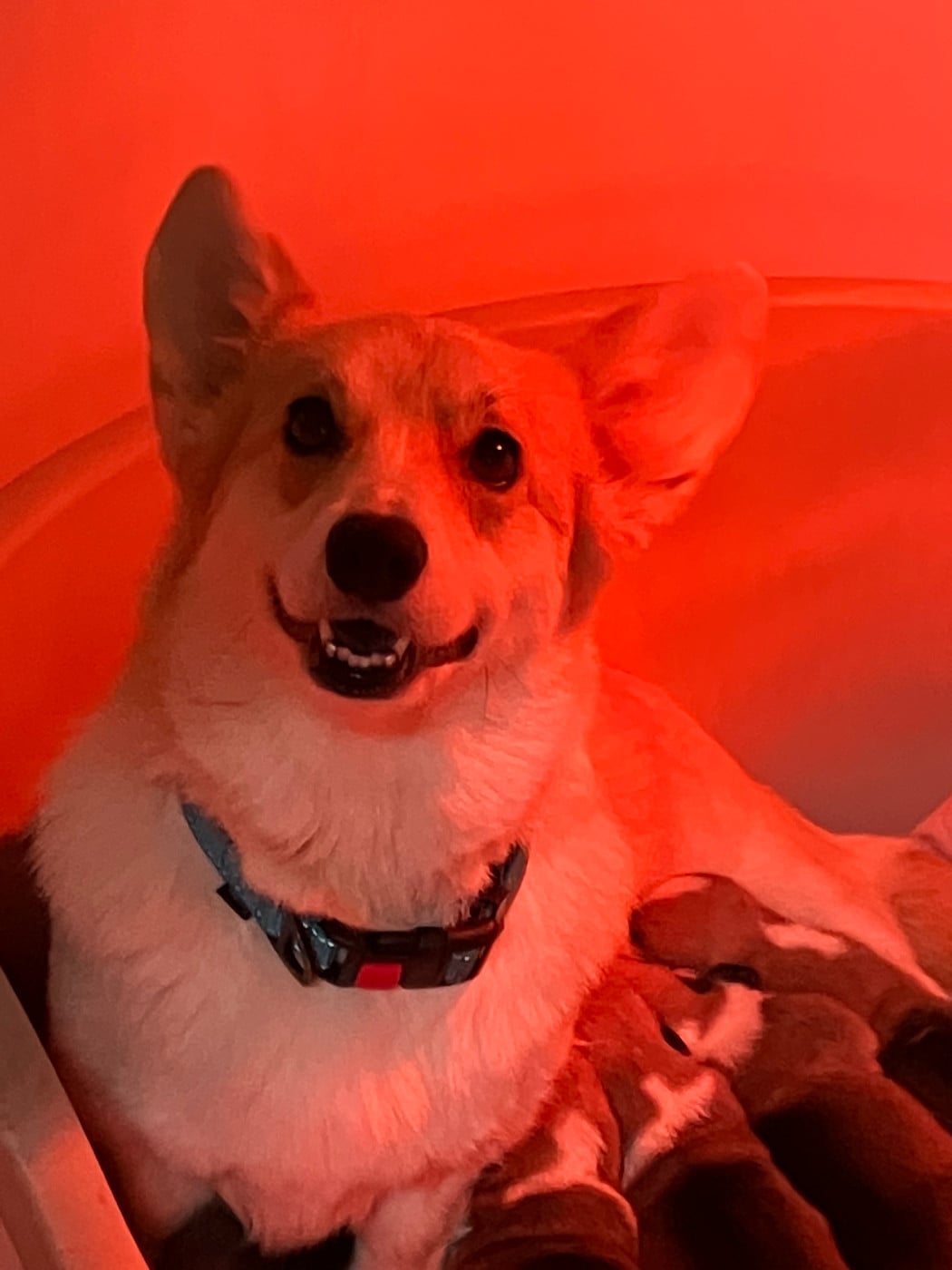 Les Welsh Corgi Pembroke de l'affixe   Du Domaine Brunemont