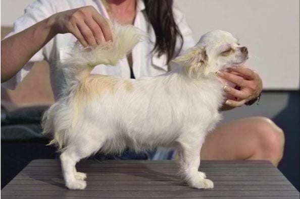 Les Chihuahua de l'affixe   Of little by little