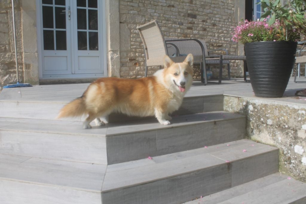 Les Welsh Corgi Pembroke de l'affixe   Des Bergers De La Petite Isle