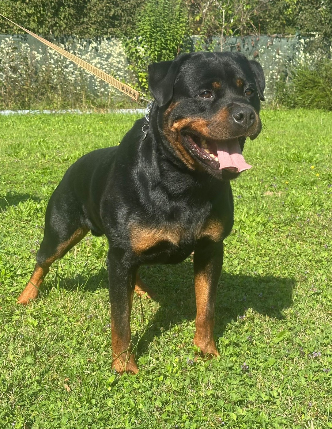 Les Rottweiler de l'affixe   du Clos des Andréas