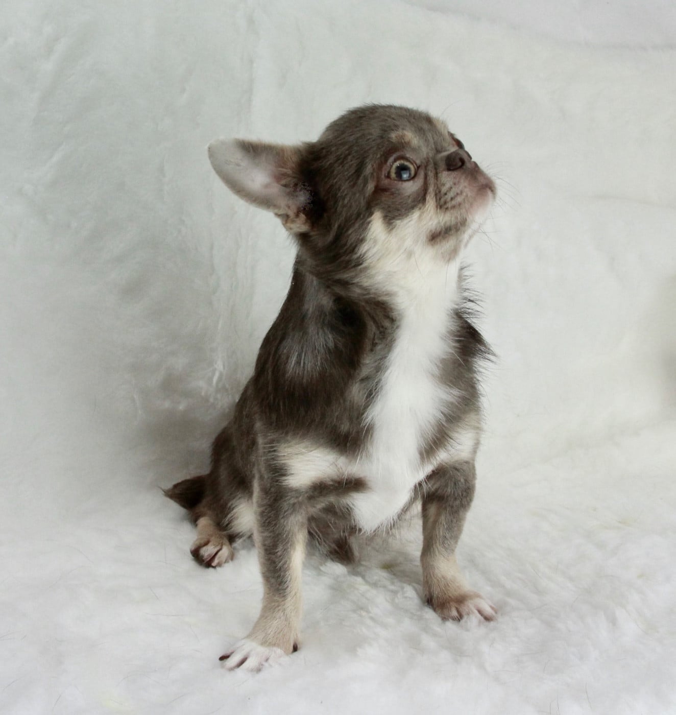 Les Chihuahua de l'affixe   Du Royaume D'exquise