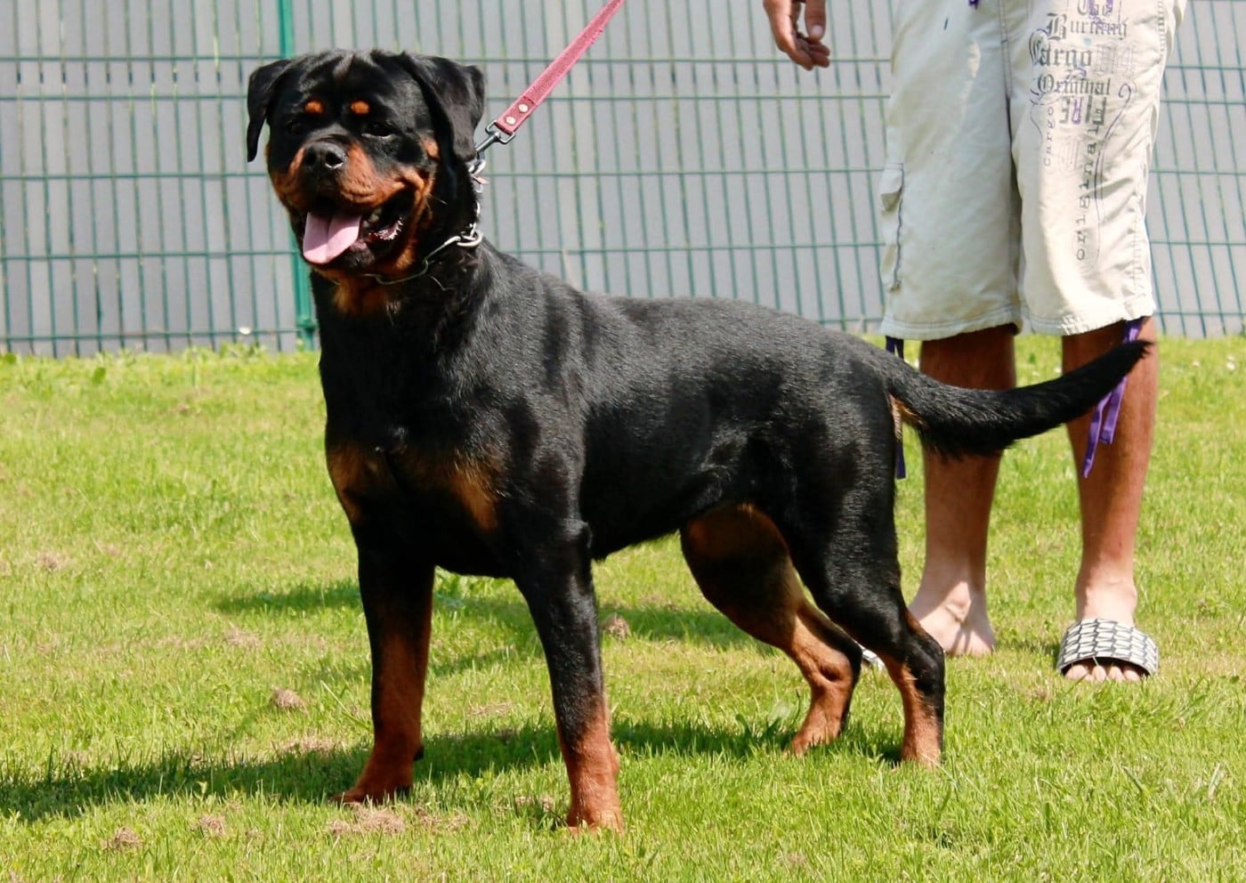 Les Rottweiler de l'affixe   Of Impérial Wisdom