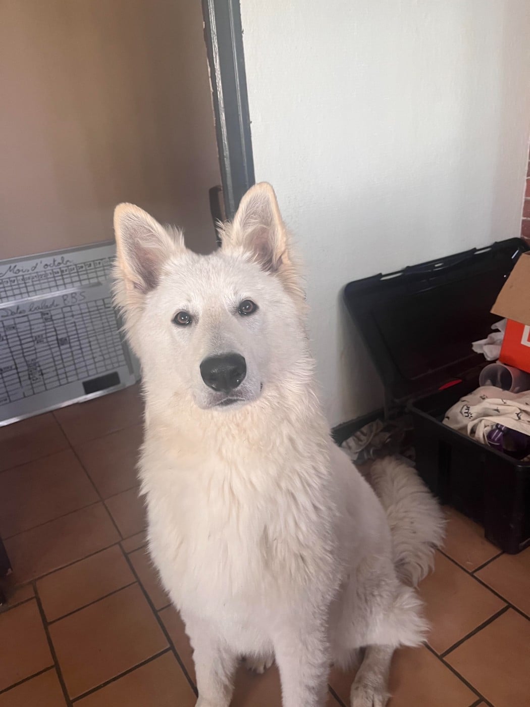 Les Berger Blanc Suisse de l'affixe   De La Forêt Des Bergers