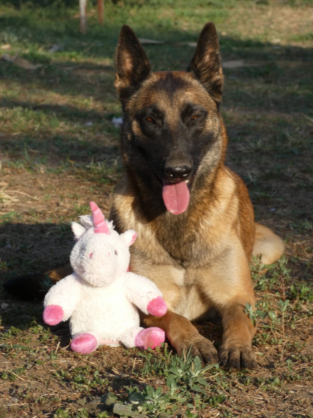 Les Berger Belge de l'affixe   Du Bois De Larnède