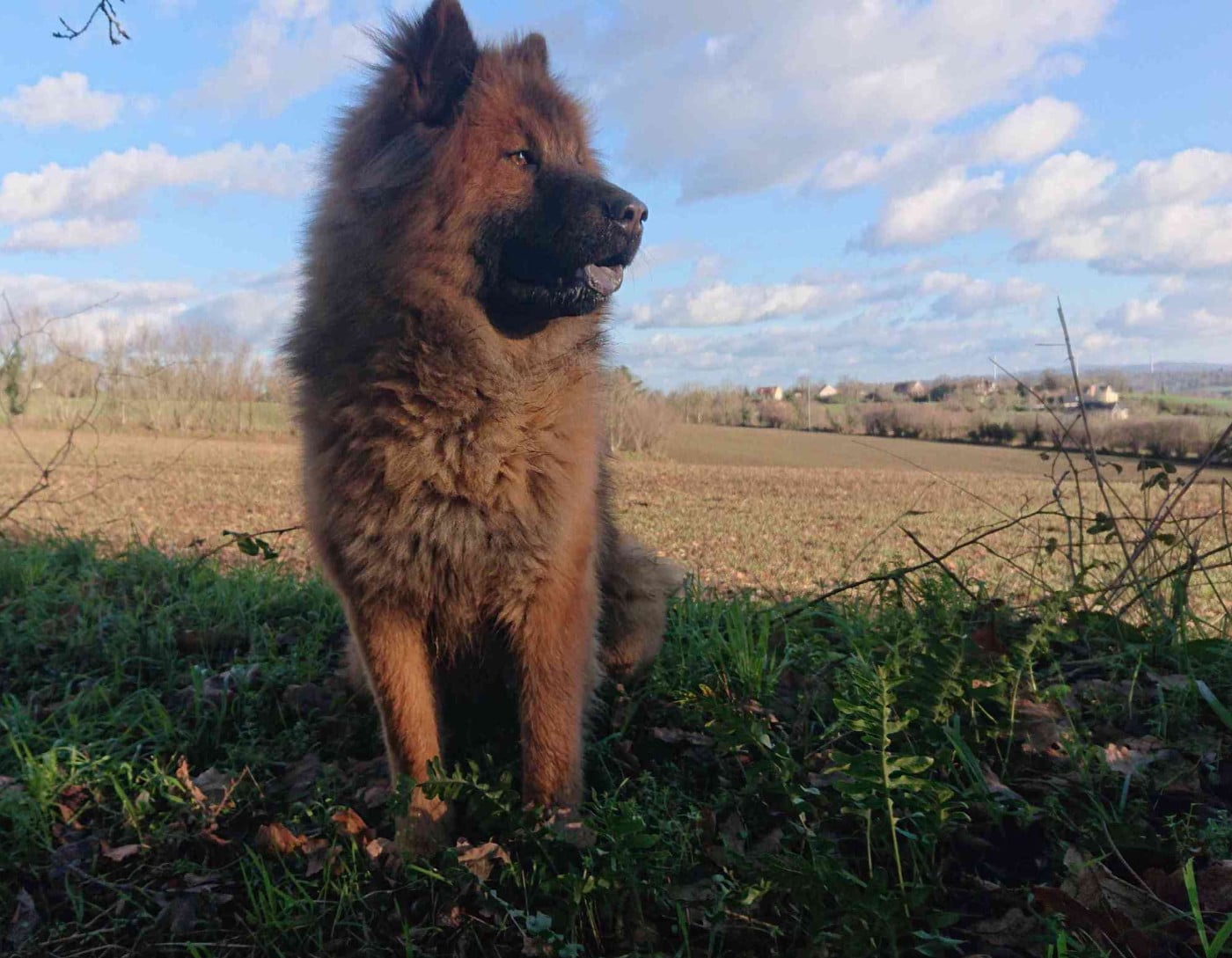 Les Eurasier de l'affixe   Des Racines De ShaÏga