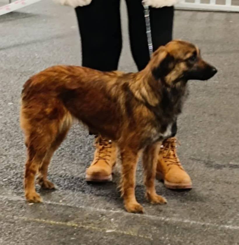 Les Berger des Pyrenees à face rase de l'affixe   du Champ D'Onix