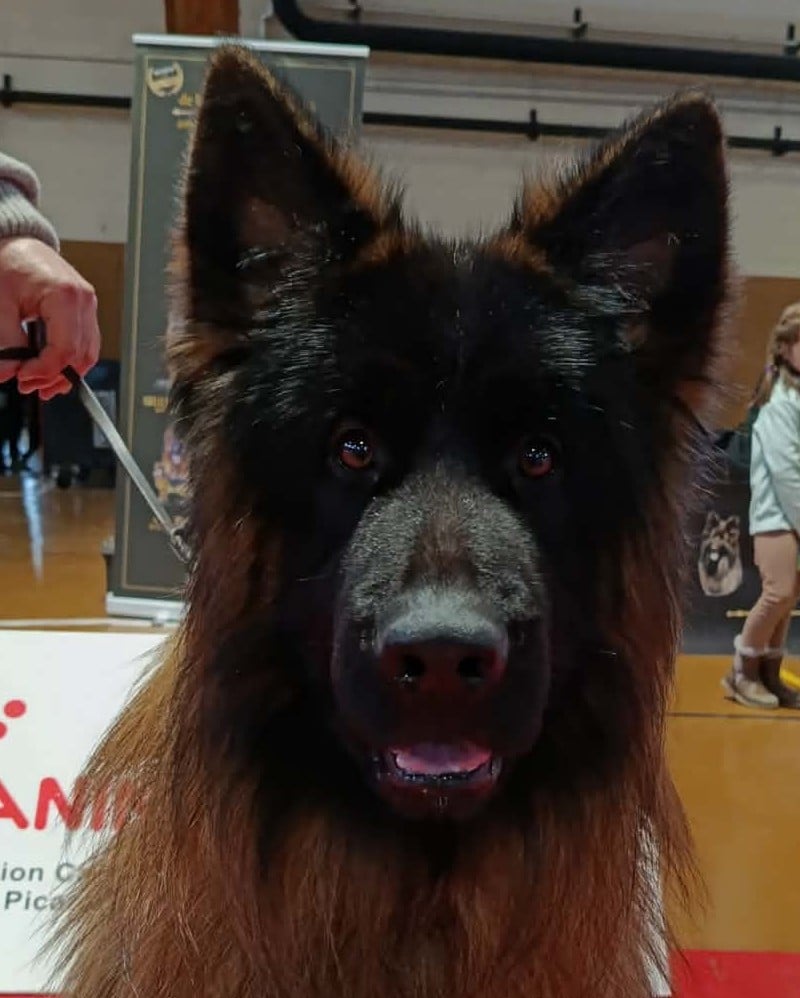 Les Berger Allemand Poil Long de l'affixe   des cascades de lusy