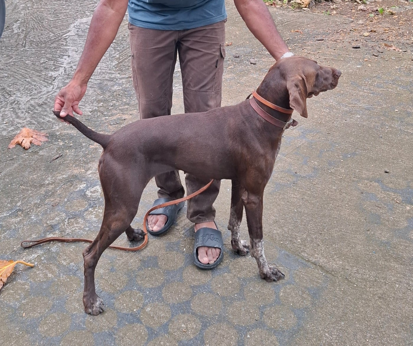 Les Braque allemand à poil court de l'affixe   des plaines de l'espérance