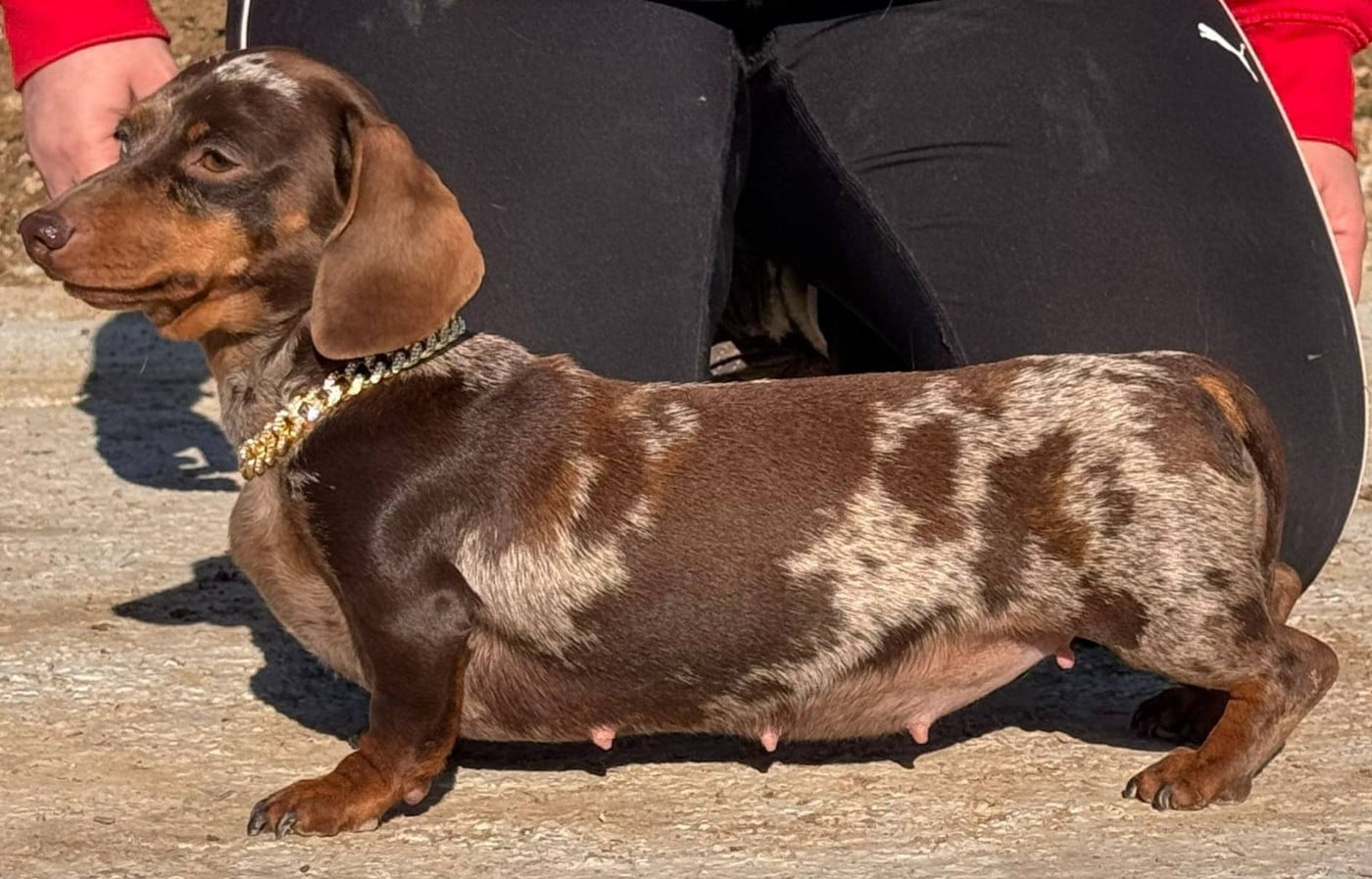 Les Teckel poil ras de l'affixe   Du Brionnais Doré