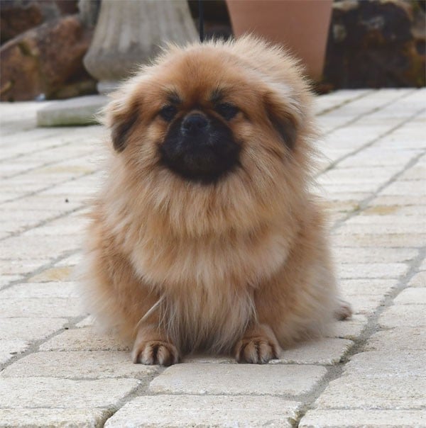 Les Epagneul tibetain de l'affixe   de dame nature