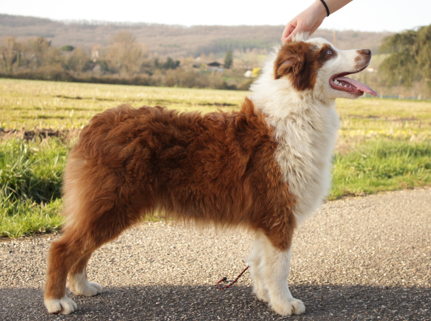 A Native american Mohaves Du Domaine Du Clos Australien