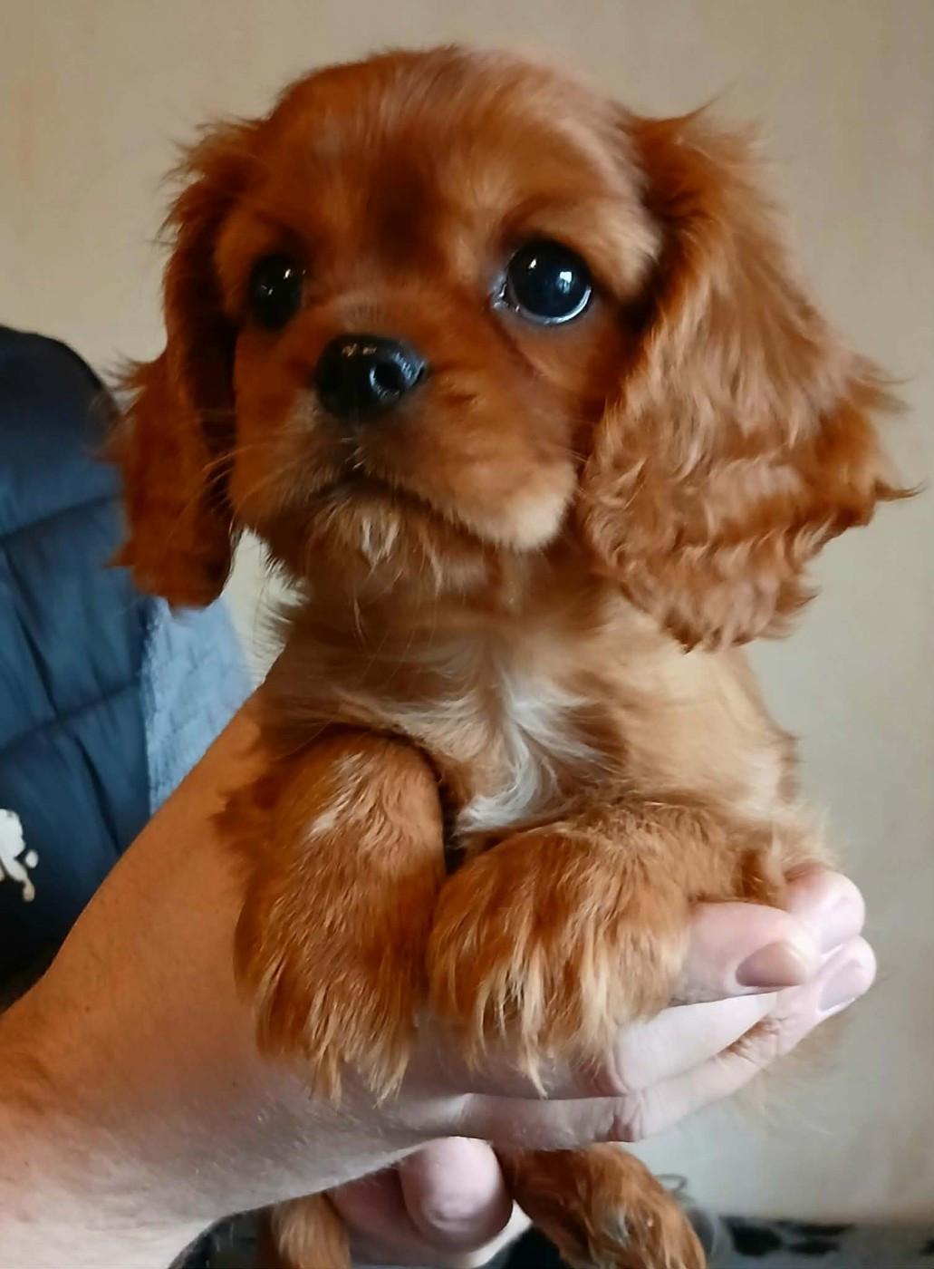 Les Cavalier King Charles Spaniel de l'affixe   Des Petits Anges Noirs
