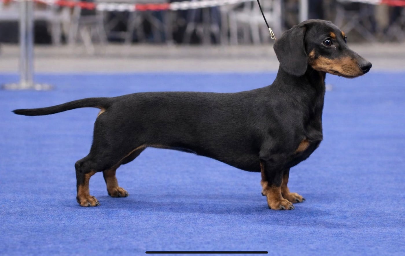 Les Teckel poil ras de l'affixe   Du Royaume D'exquise