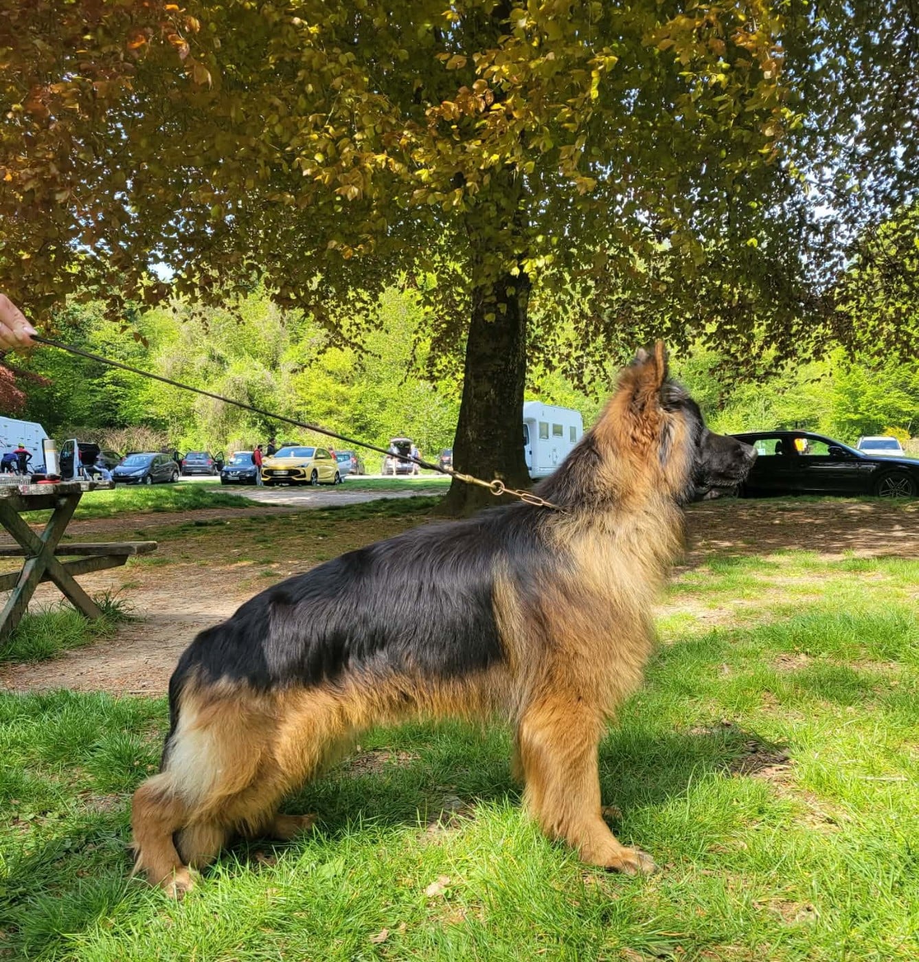 Les Berger Allemand Poil Long de l'affixe   des cascades de lusy