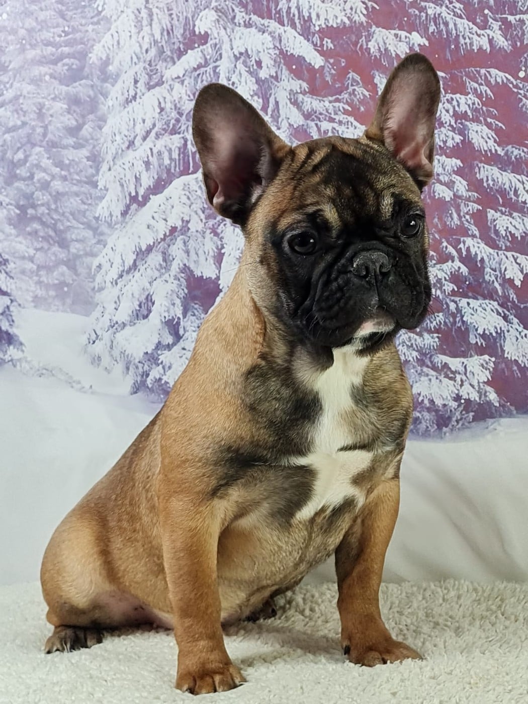Les Bouledogue français de l'affixe   du mont de la chenaie