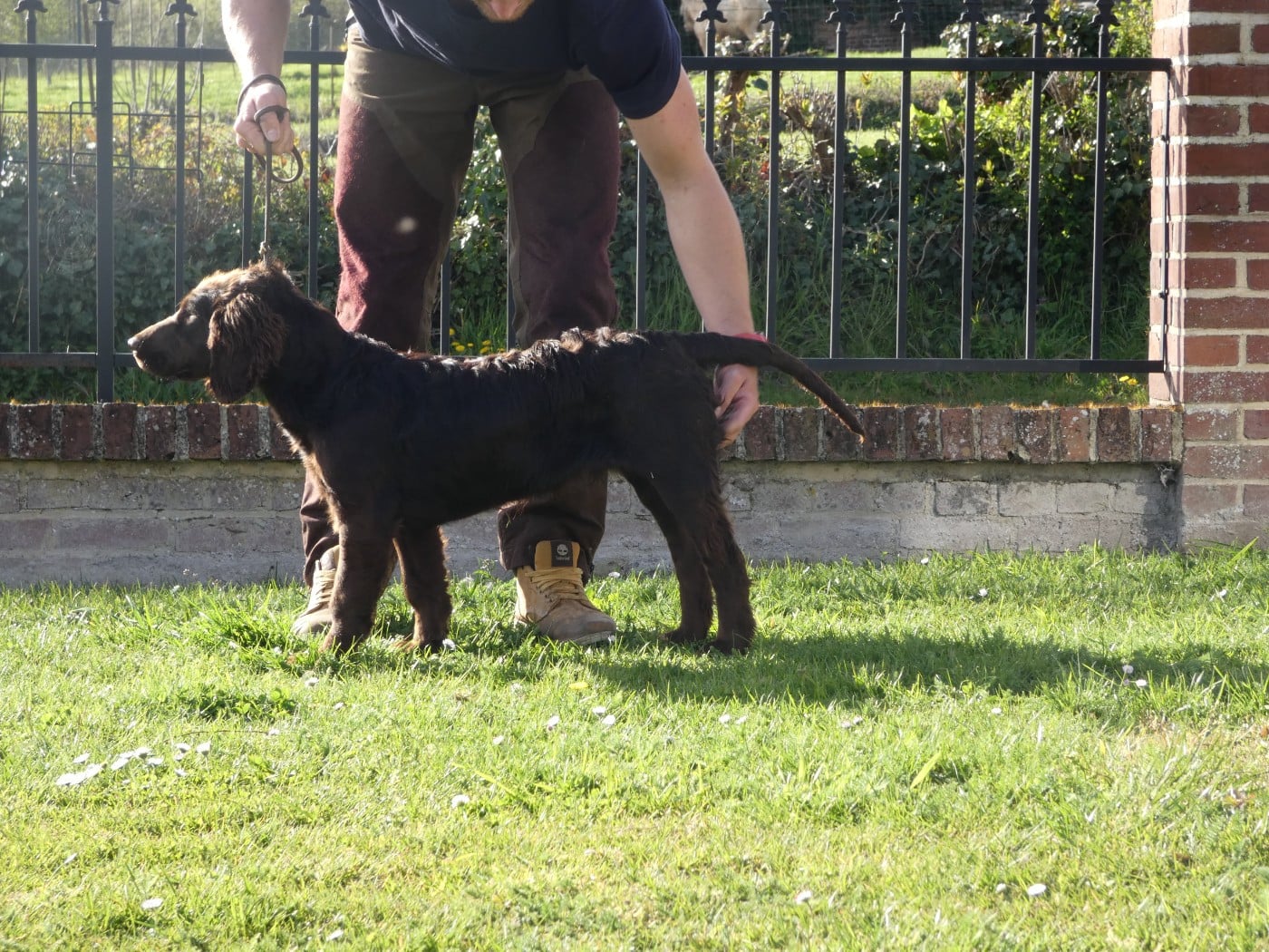Les Chien d'Oysel allemand de l'affixe   De La Vallee Brulee