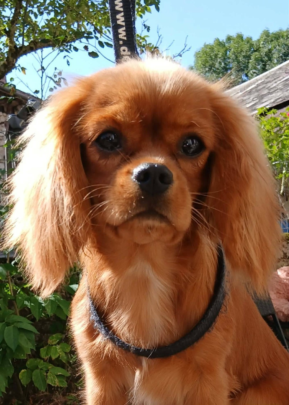 Les Cavalier King Charles Spaniel de l'affixe   Des Petits Anges Noirs