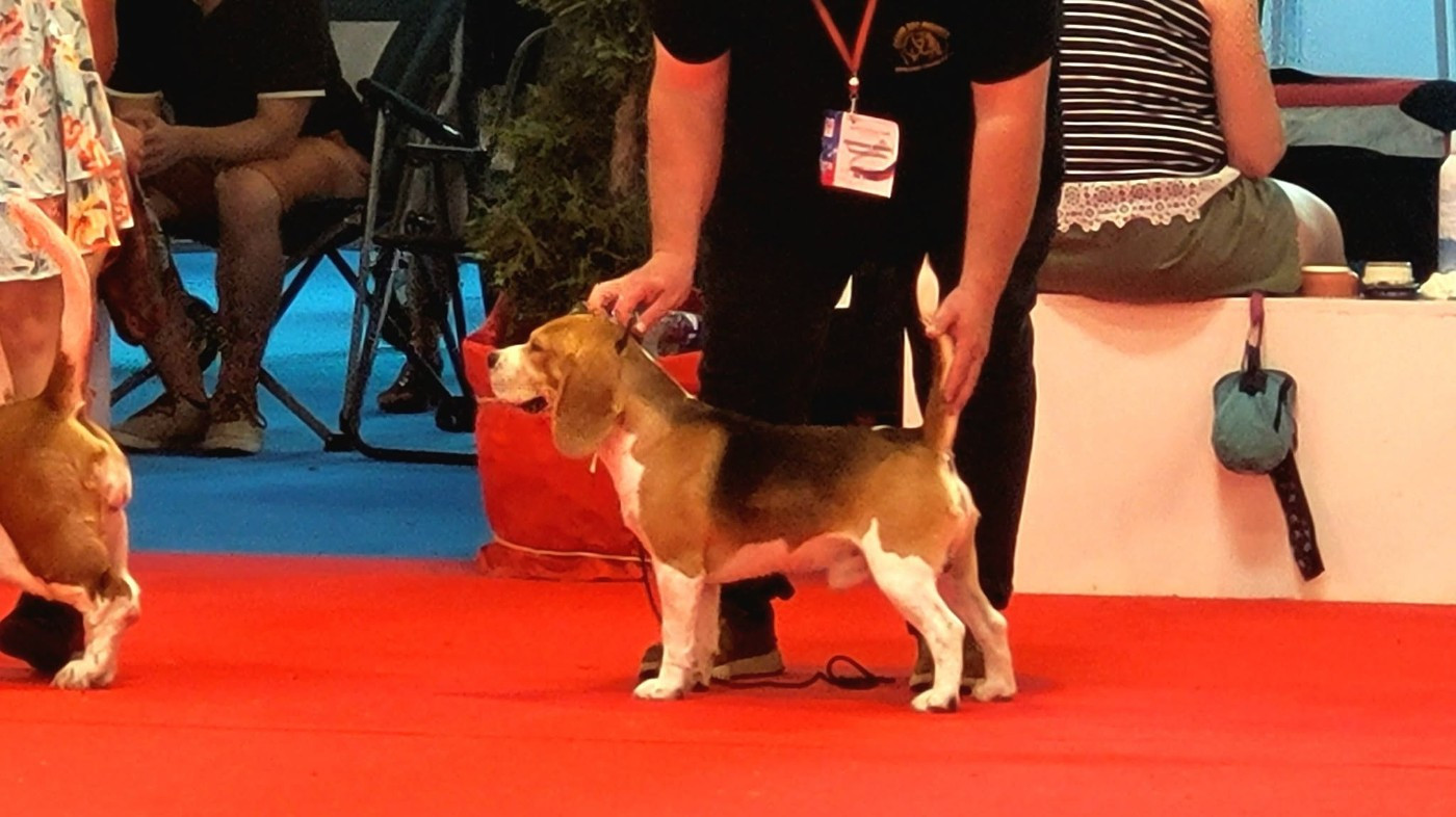 Publication : de la Magie de l'Argoat  