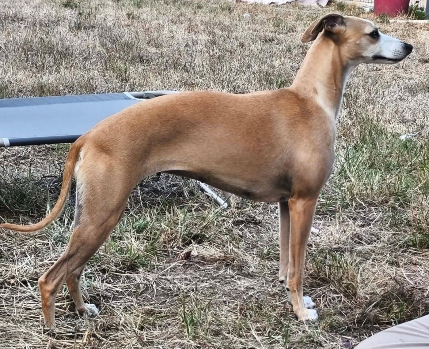 Les Whippet de l'affixe   Des Filles D'eole