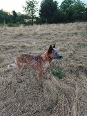 Étalon Bouvier australien - CH. Multi U'Wilson de la Forêt des p'tits loups