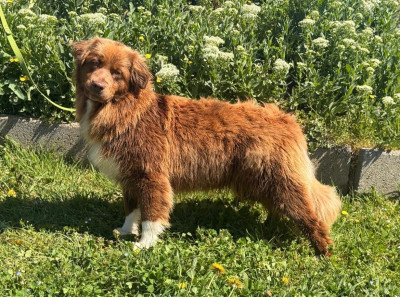 Étalon Berger Australien - AVADAKEDAVRA De La Vallée Du Bozançon