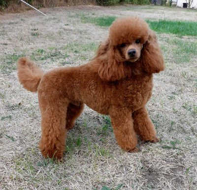 Étalon Caniche - Amoroso Gigi des Loves De Celia