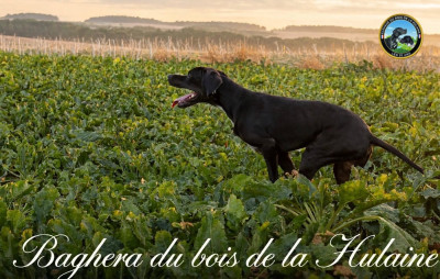 Étalon Pointer - BAGHERA du bois de la Hulaine