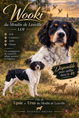 Étalon Epagneul Breton - A'Wooki du moulin de Leuville
