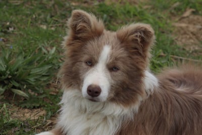 Étalon Border Collie - Herds Of Scotland Apache