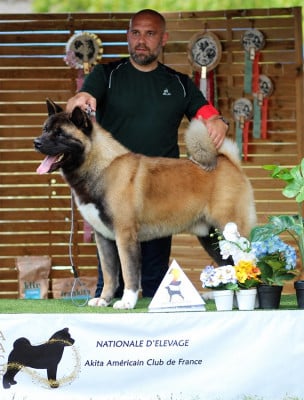 Étalon Akita americain - Vérax James Taylor de Milantosa
