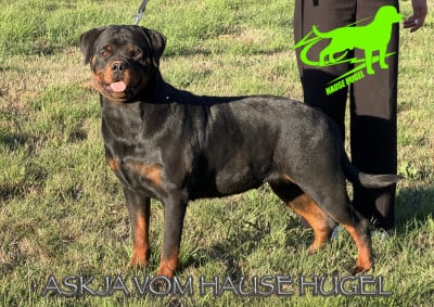 Étalon Rottweiler - ASKJA Vom Hause Hugel