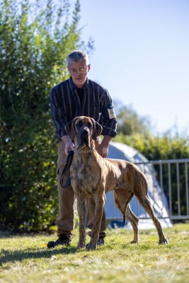 Étalon Dogue allemand - Authentique Du Val De Celle