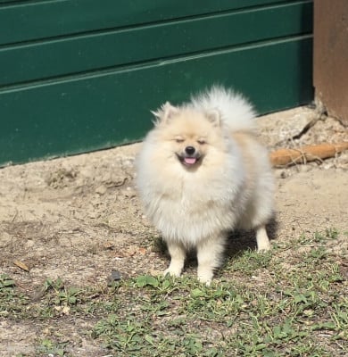 Étalon Spitz allemand - Bouille d'amour du jardin de Mesoz