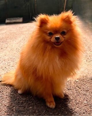 Étalon Spitz allemand - Vanille De La Fortune De Magie