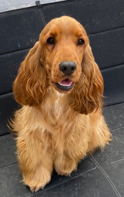 Étalon Cocker Spaniel Anglais - Arthur du domaine de sainte gladyce