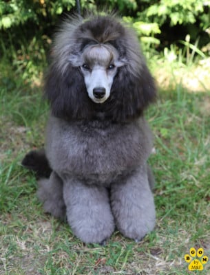 Étalon Caniche - ANGELIQUE MARQUISE'DES ANGES The beautiful grey of marysa
