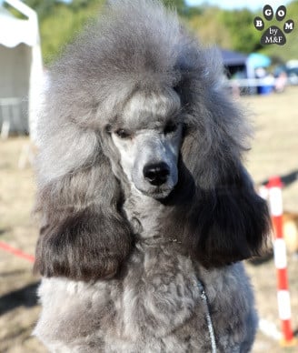 Étalon Caniche - CH. ABRACADABRA ENCHANTED The beautiful grey of marysa