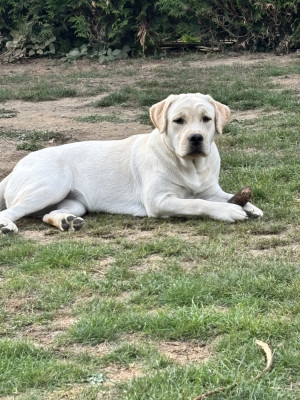 Étalon Labrador Retriever - A SNOW De La Légende De L'Abbaye D'Arrouaise