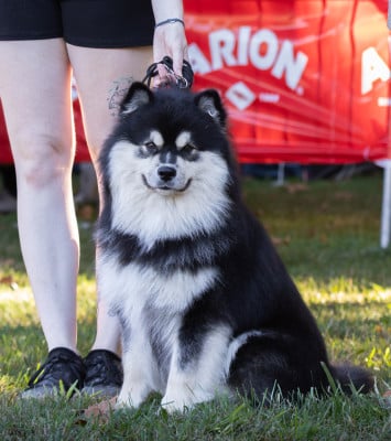 Étalon Chien finnois de Laponie - CH. Angus Auros Taskas